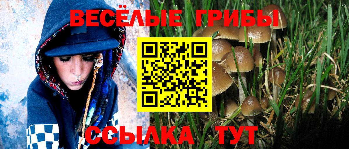 Псилоцибиновые грибы Psilocybe Зерноград